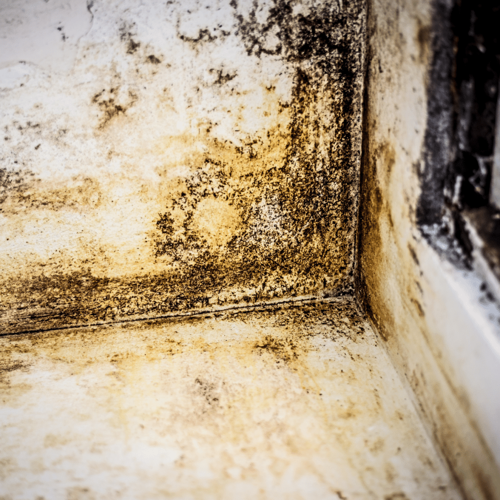 damp and mould assessments